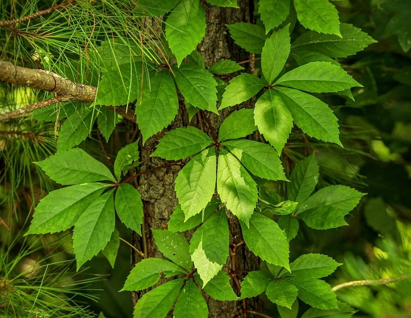 Parra virgen: plantación, poda y riesgos para el muro