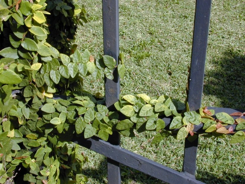 Ficus pumila cultivado en maceta dentro de una vivienda