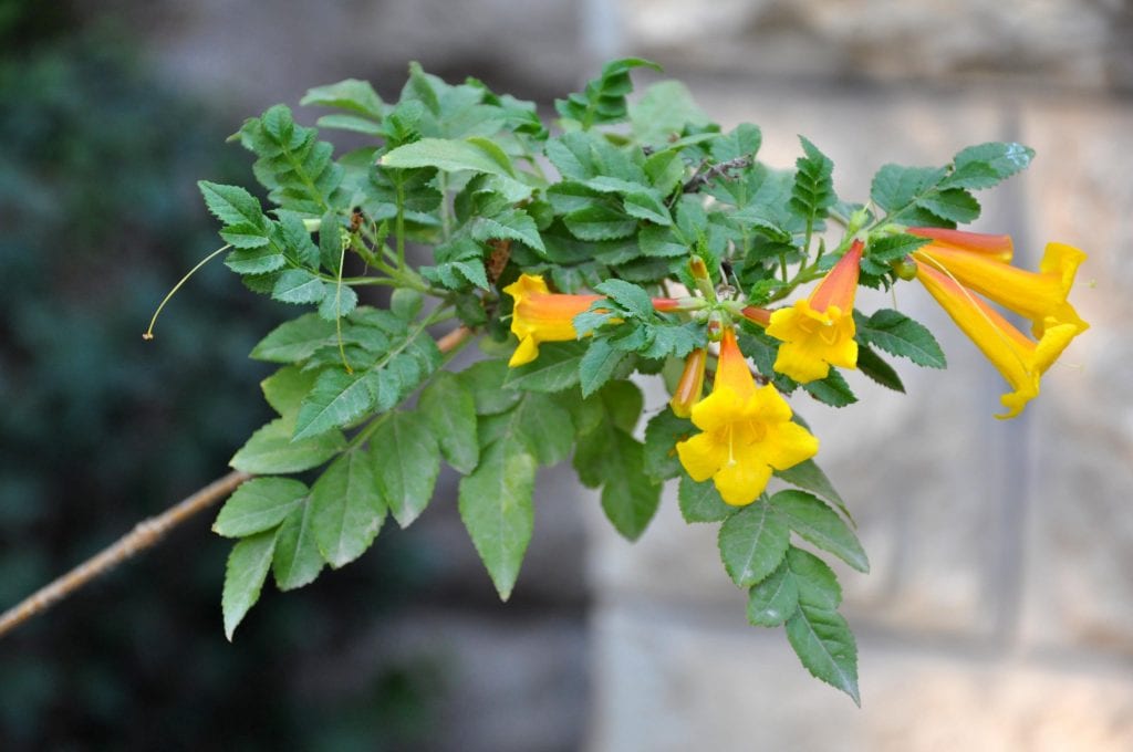 Campsis radicans de flor amarilla, cultivar Flava