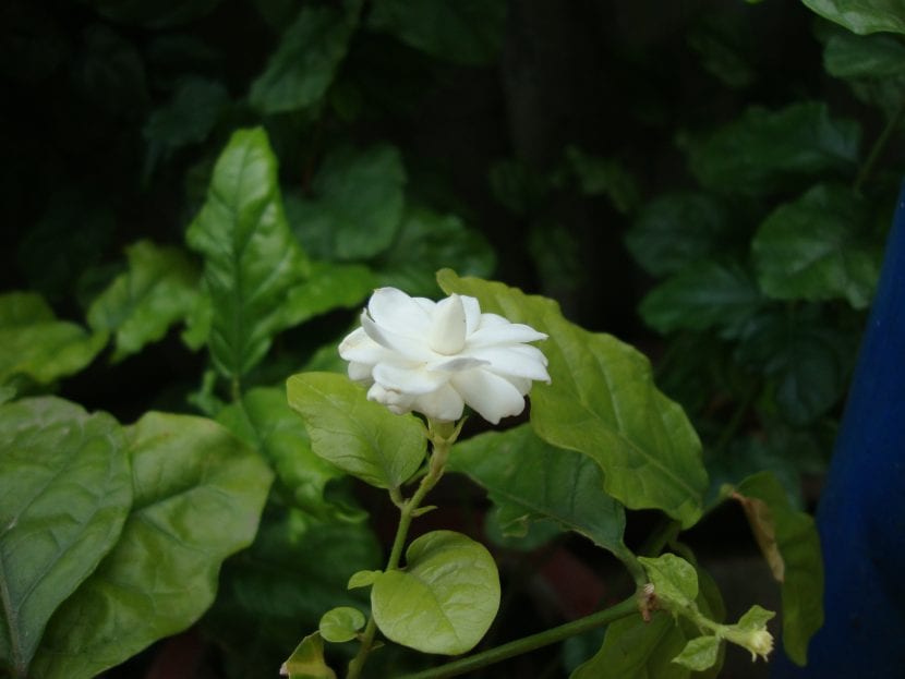 Mata de Jasminum sambac en flor
