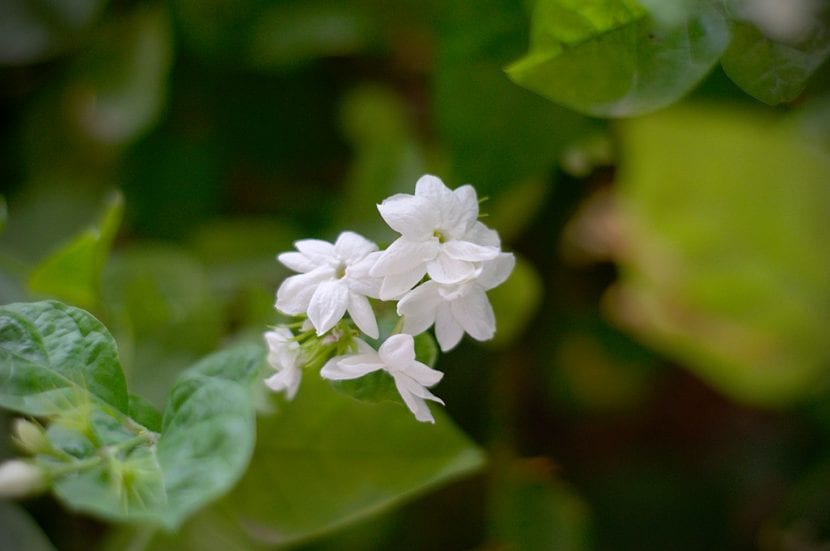 Flores blancas de Jasminum sambac