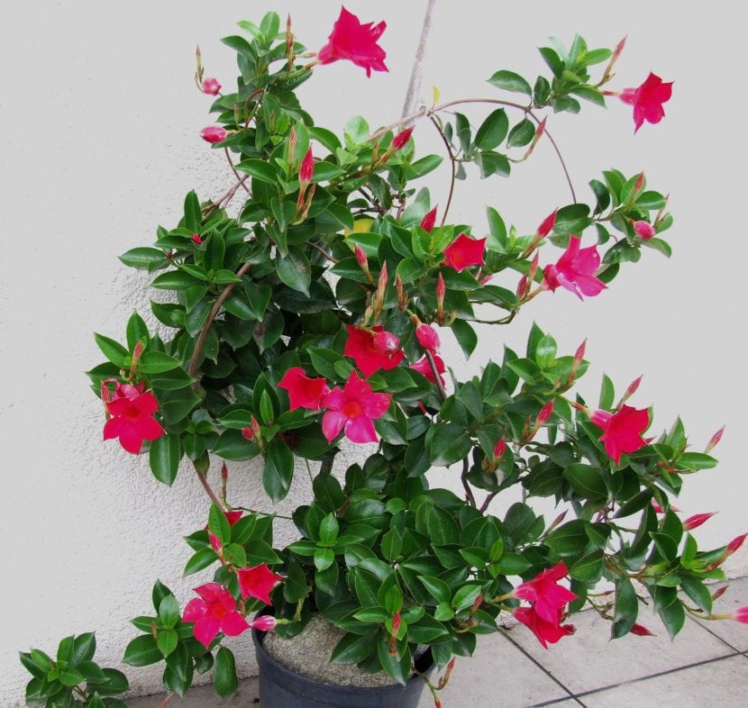 Mandevilla sanderi de porte compacto en flor