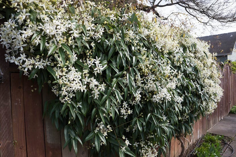 Clemátide en flor cubriendo la fachada de una casa