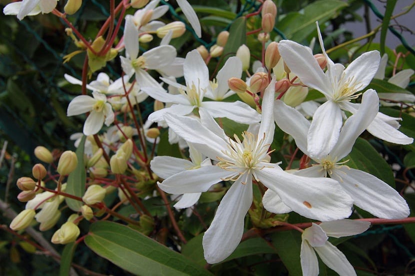 Hojas sanas y lustrosas de Clematis armandii