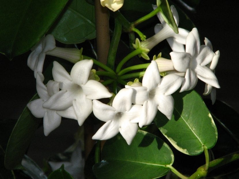 Flores blancas y céreas de Stephanotis floribunda