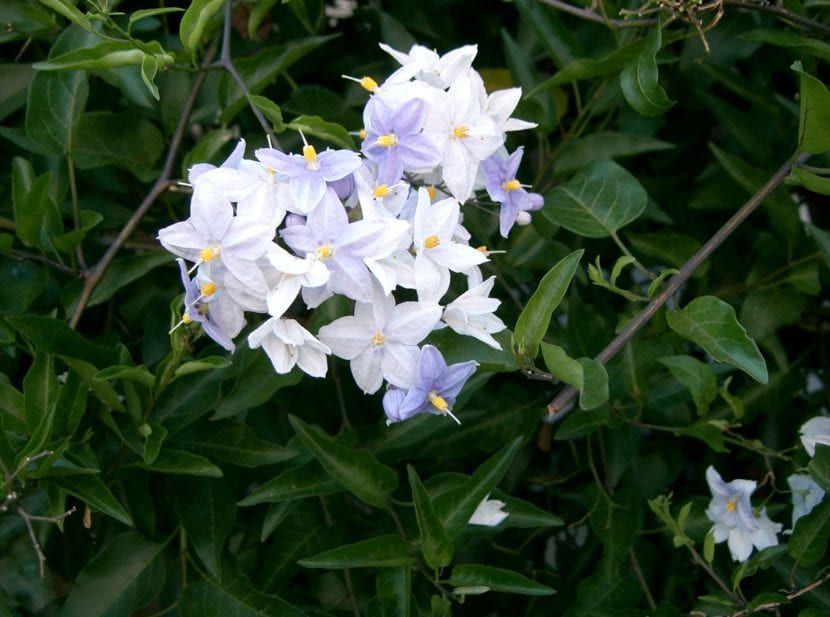 Solanum jasminoides en flor sobre una celosía