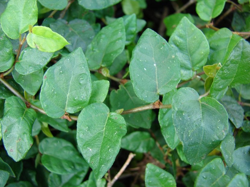 Ficus pumila cubriendo un muro con su follaje juvenil