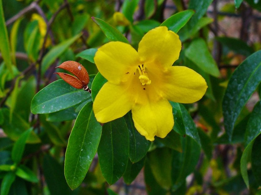Flores amarillas de Gelsemium sempervirens