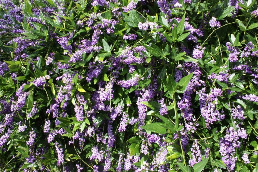 Hardenbergia comptoniana, de hoja trifoliolada