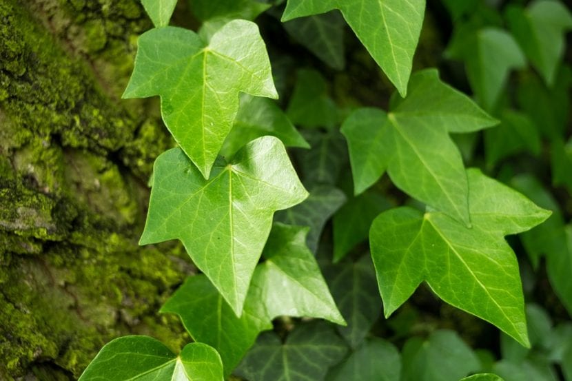 Hoja lobulada de Hedera helix