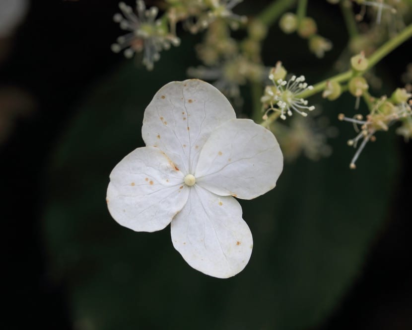 Hortensia trepadora en flor sobre un muro