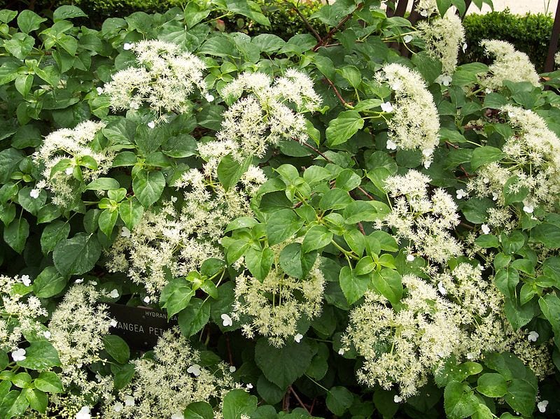 Corimbo con flores estériles de Hydrangea petiolaris