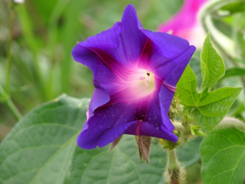 Flores azules de ipomea en un enrejado