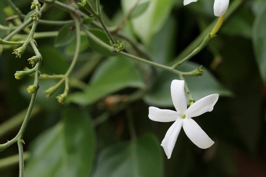 Jasminum azoricum: cultivo, poda y resistencia al frío