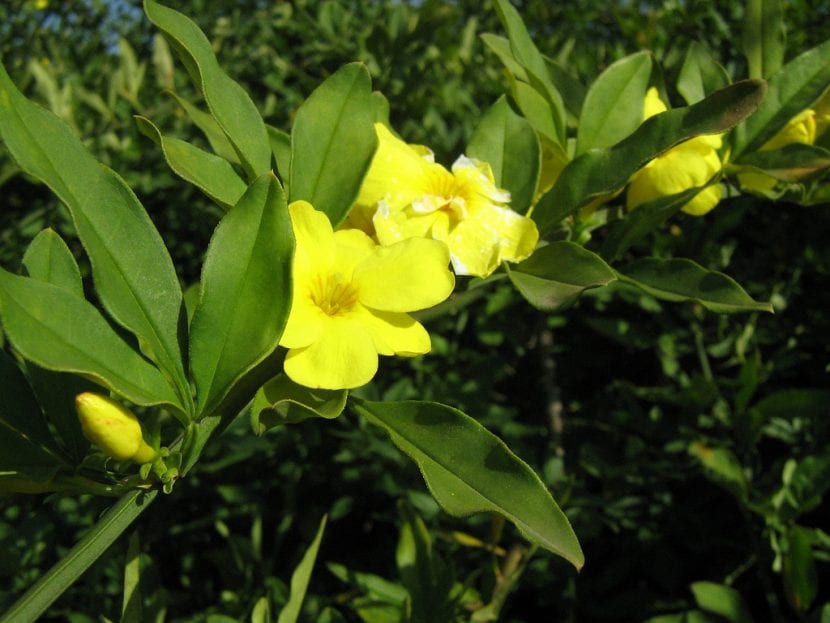 Jasminum mesnyi con sus flores amarillas de primavera