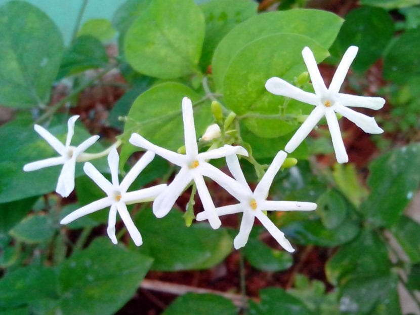 Flor grande y blanca del jazmín real