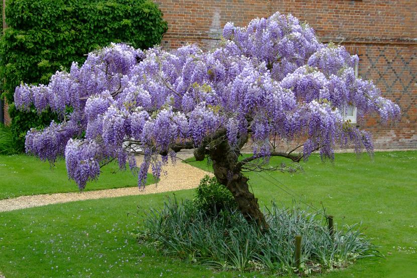Racimos colgantes de glicinia en flor