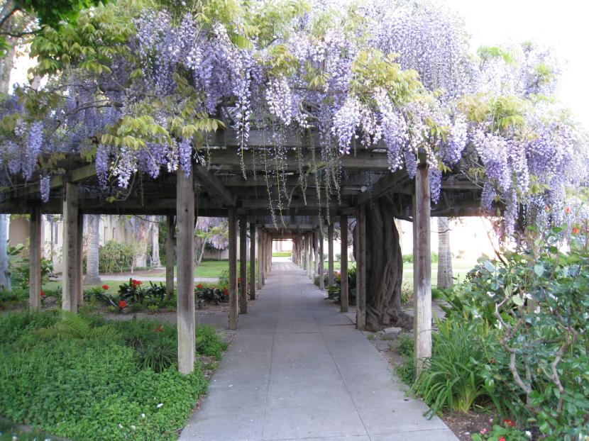Glicinia cubriendo una estructura de jardín