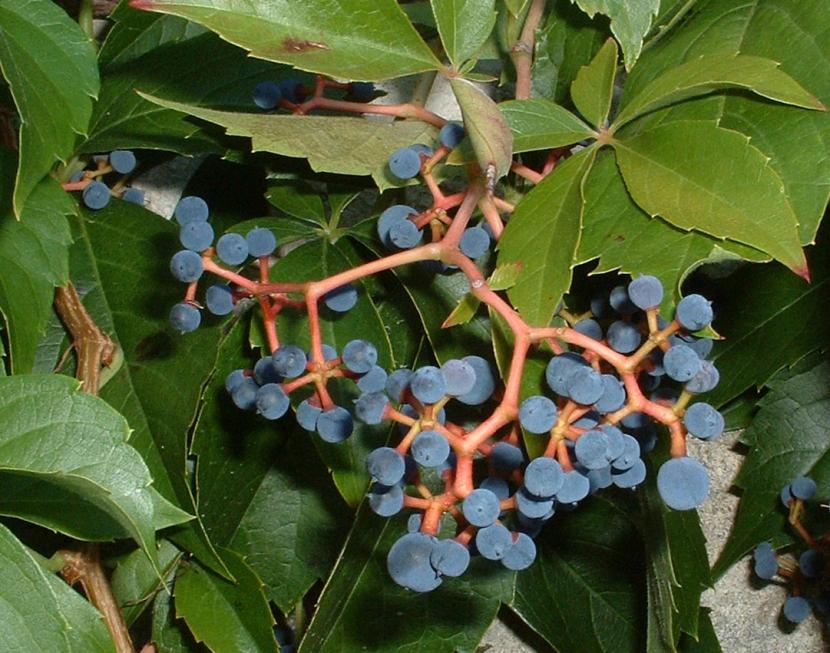 Frutos azulados de Parthenocissus quinquefolia sobre pedúnculos rojos