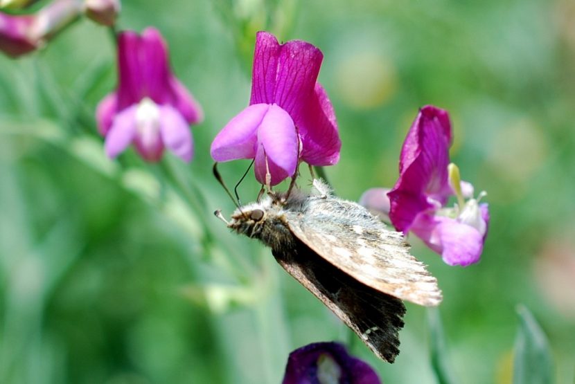 Mariposa posada en una flor de Lathyrus clymenum
