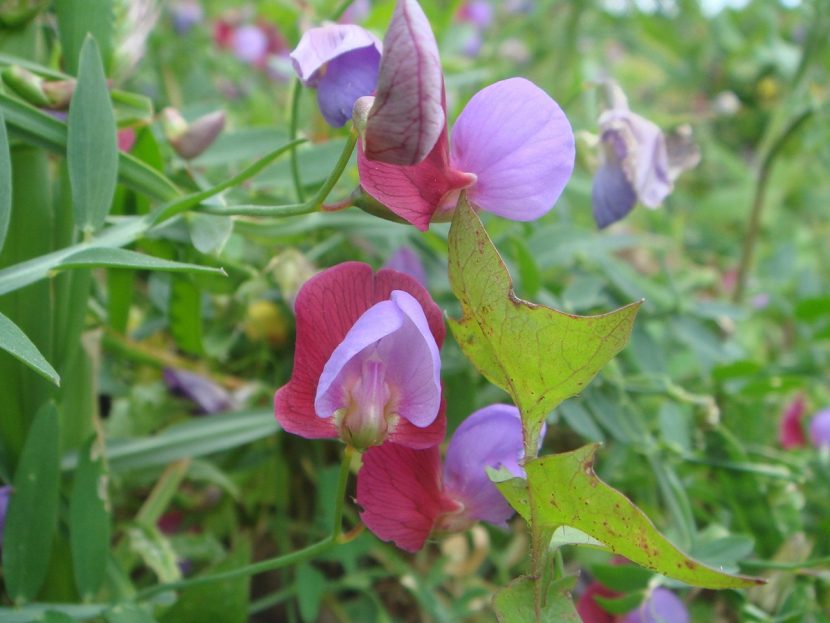Mata de Lathyrus clymenum en flor