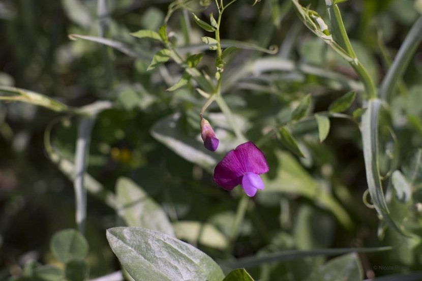Flor abierta de Lathyrus clymenum