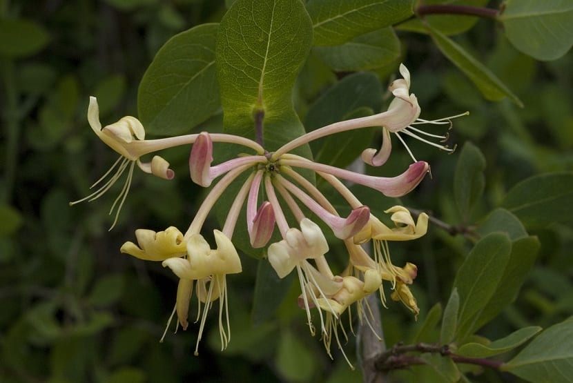 Detalle de la flor de la madreselva etrusca