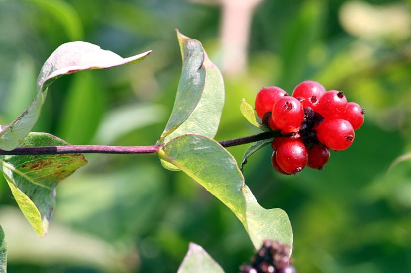 Frutos rojos de madreselva sobre las hojas