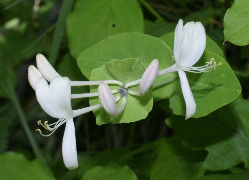 Flores tubulares y bilabiadas de madreselva
