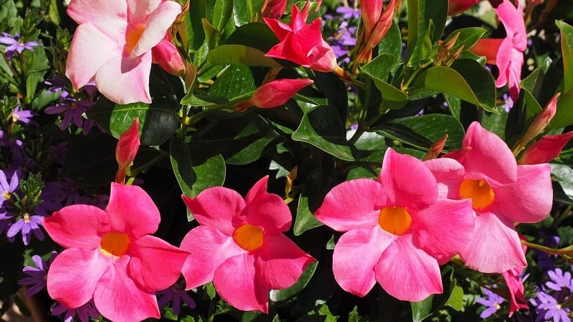 Mandevilla sanderi: cuidados, poda e invernada de la dipladenia
