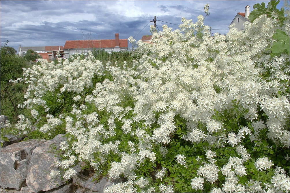 Clematis flammula cubierta de flores blancas