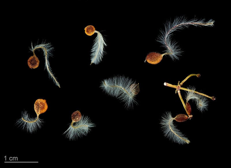 Frutos plumosos y plateados de Clematis flammula
