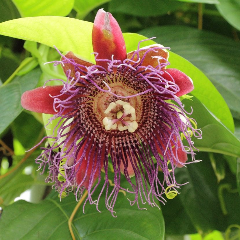 Fruto de Passiflora quadrangularis
