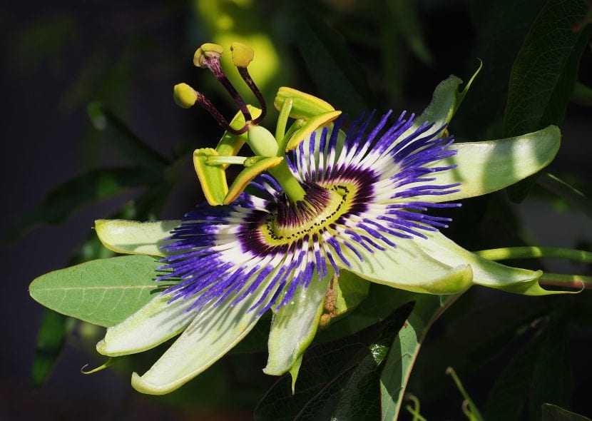 Flor de Passiflora caerulea con la corona de filamentos