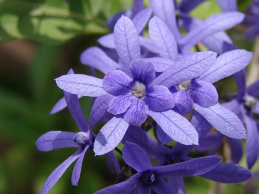 Racimos violetas de Petrea volubilis