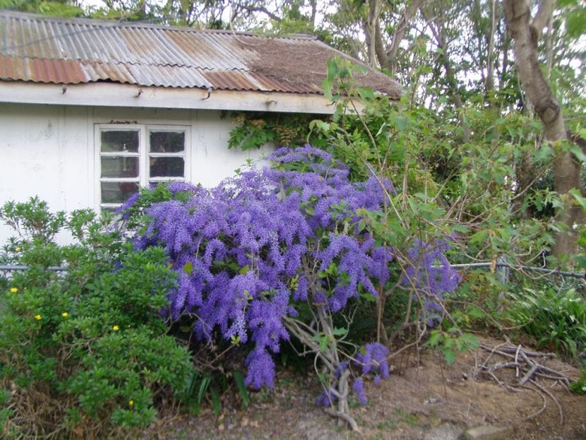 Petrea volubilis cultivada como arbusto escandente
