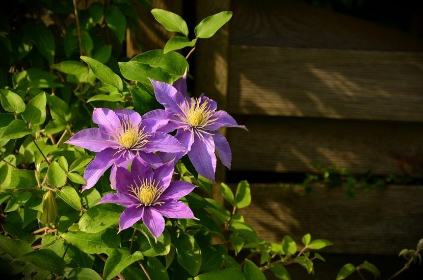 Flor grande de clemátide híbrida