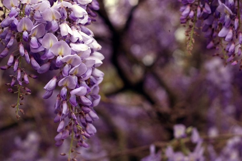 Racimos colgantes de glicinia en flor