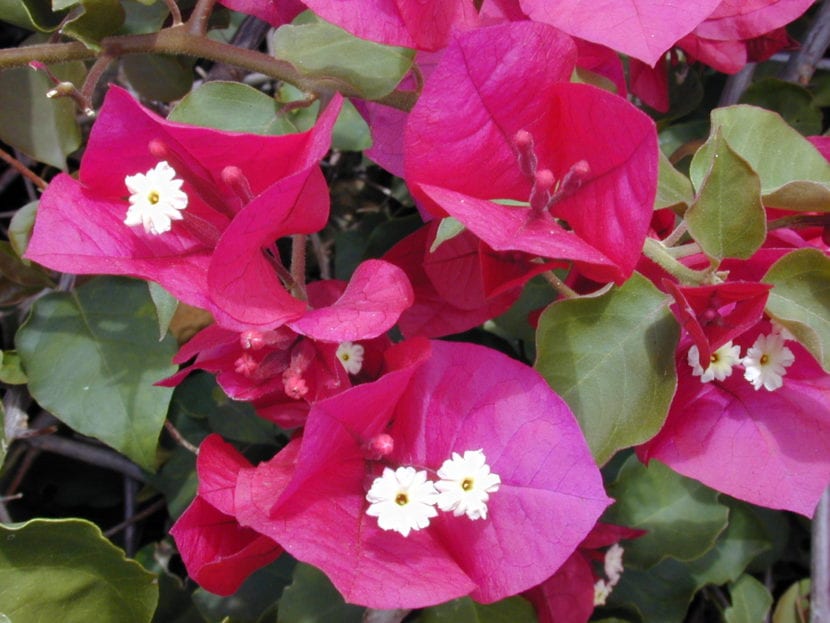 Buganvilla en flor sobre un muro soleado