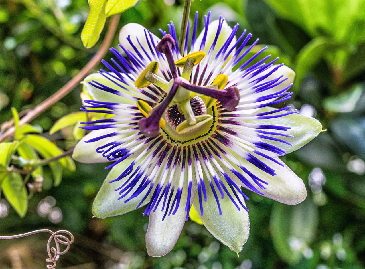 Diez trepadoras perennes para el jardín en clima templado