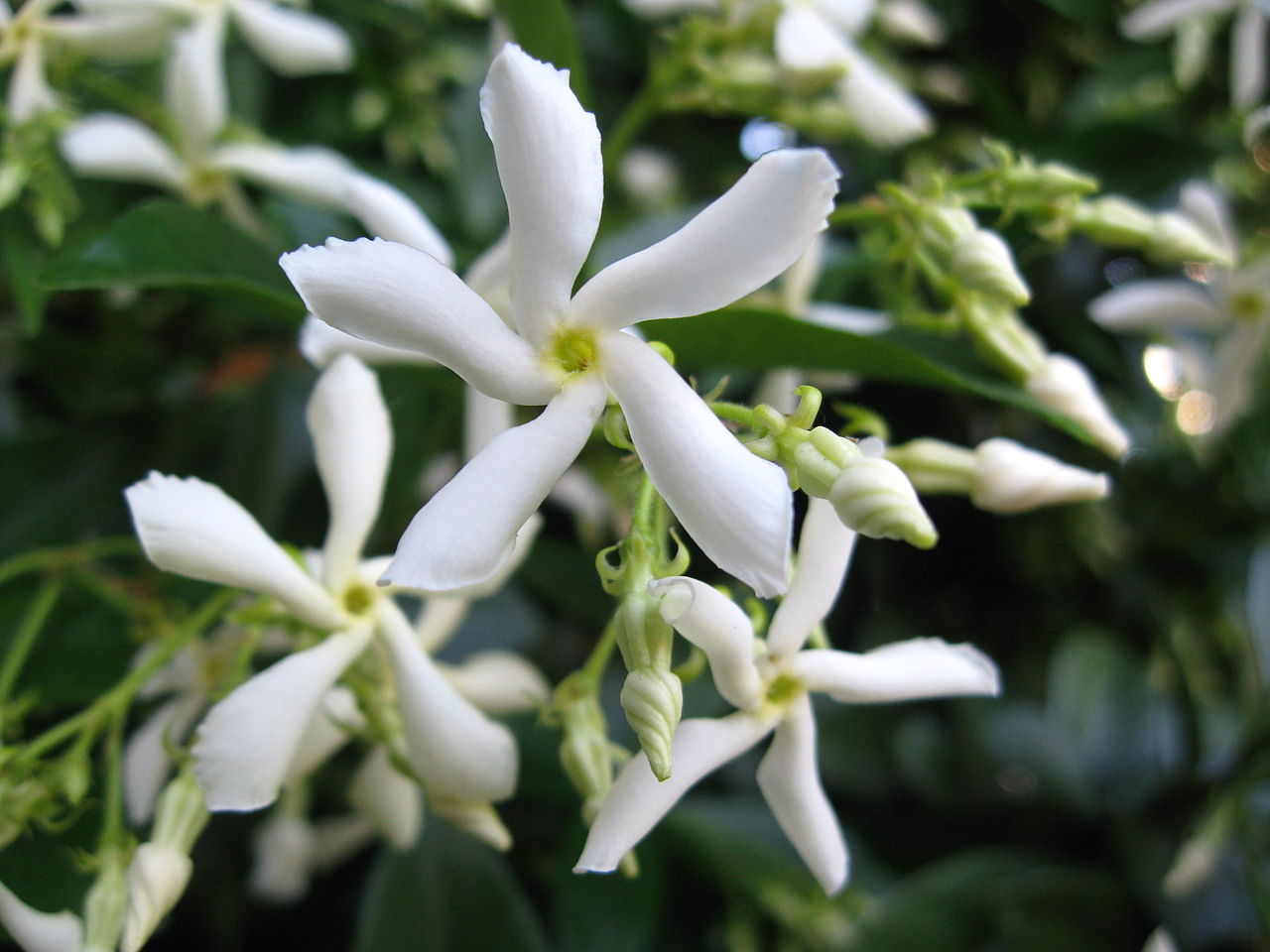 Falso jazmín o traquelospermo cubierto de flores blancas