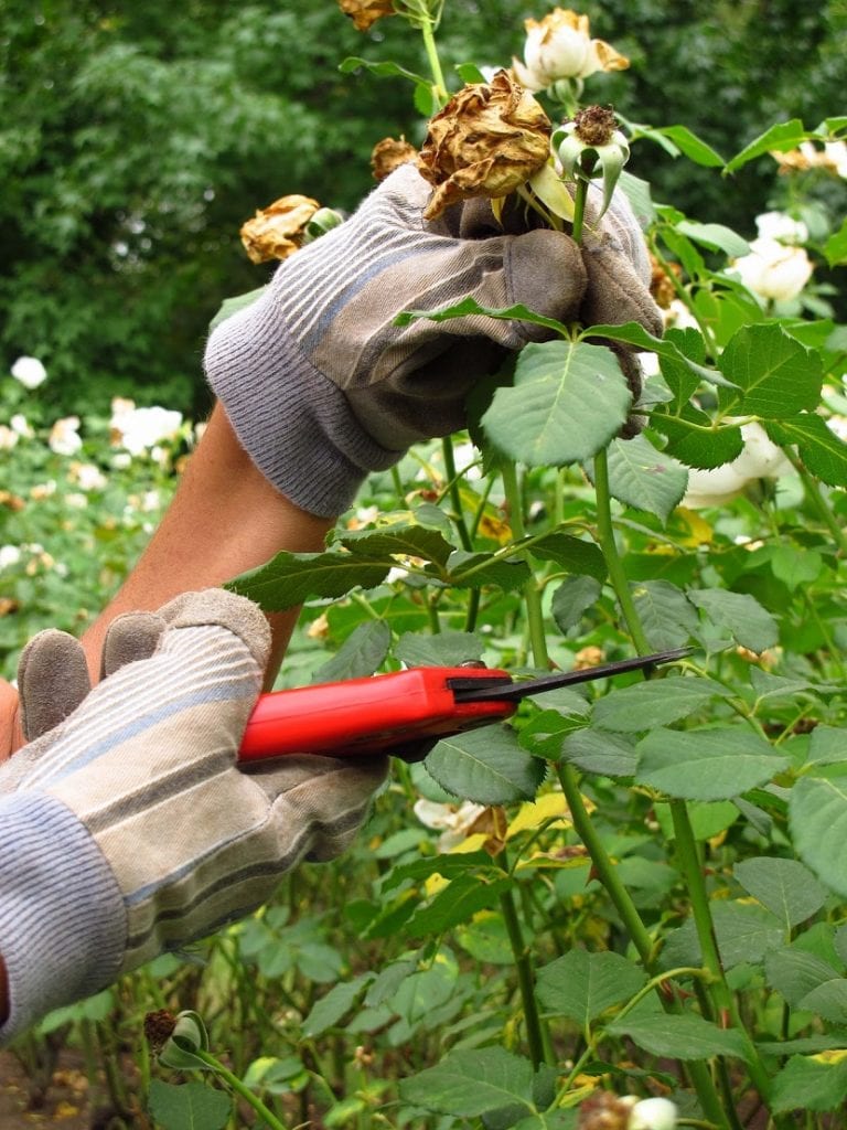 Corte de una flor marchita en un rosal trepador