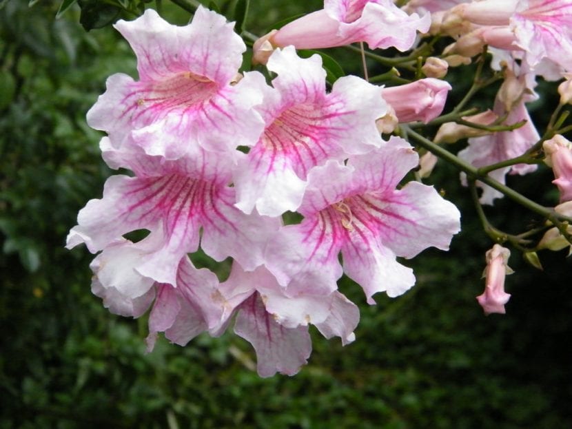 Detalle de las campanas rosadas con venas rojas de la Podranea ricasoliana