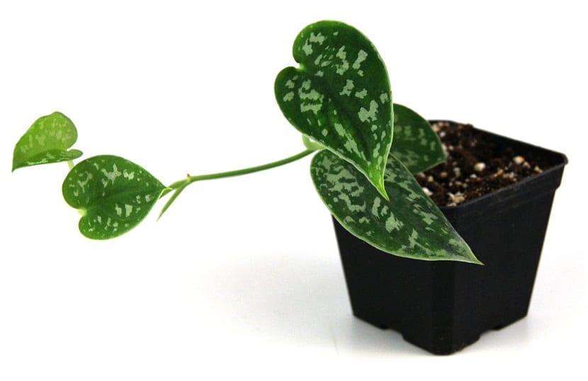 Scindapsus pictus cultivado en maceta pequeña de interior