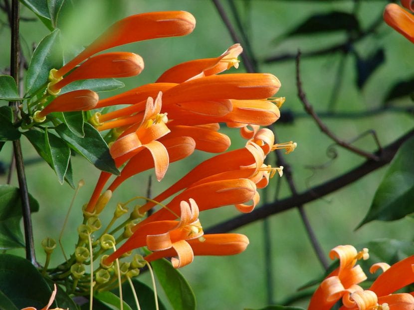 Detalle del racimo de flores tubulares naranjas de Pyrostegia venusta