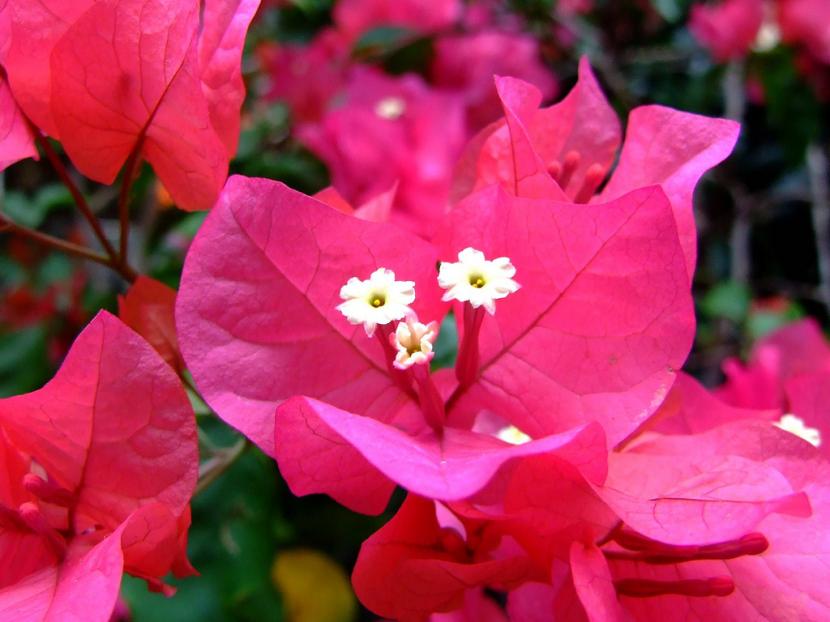 Buganvilla en flor sobre una fachada mediterránea