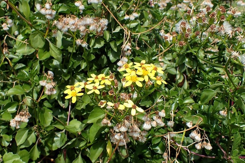 Mata de Senecio angulatus cubriendo un muro