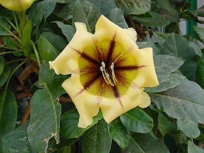 Flor acampanada dorada de la Solandra maxima o copa de oro