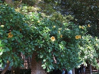 Ejemplar de Solandra maxima conducido sobre una estructura