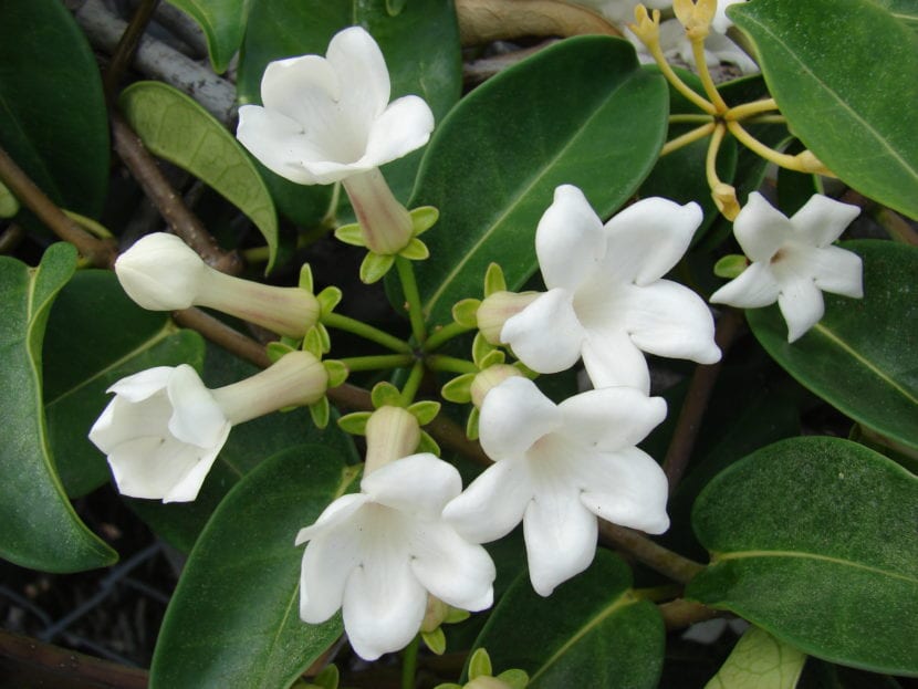 Stephanotis floribunda con sus ramilletes de flores blancas